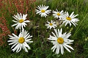 93 Margherite (Leucanthemum vulgare)